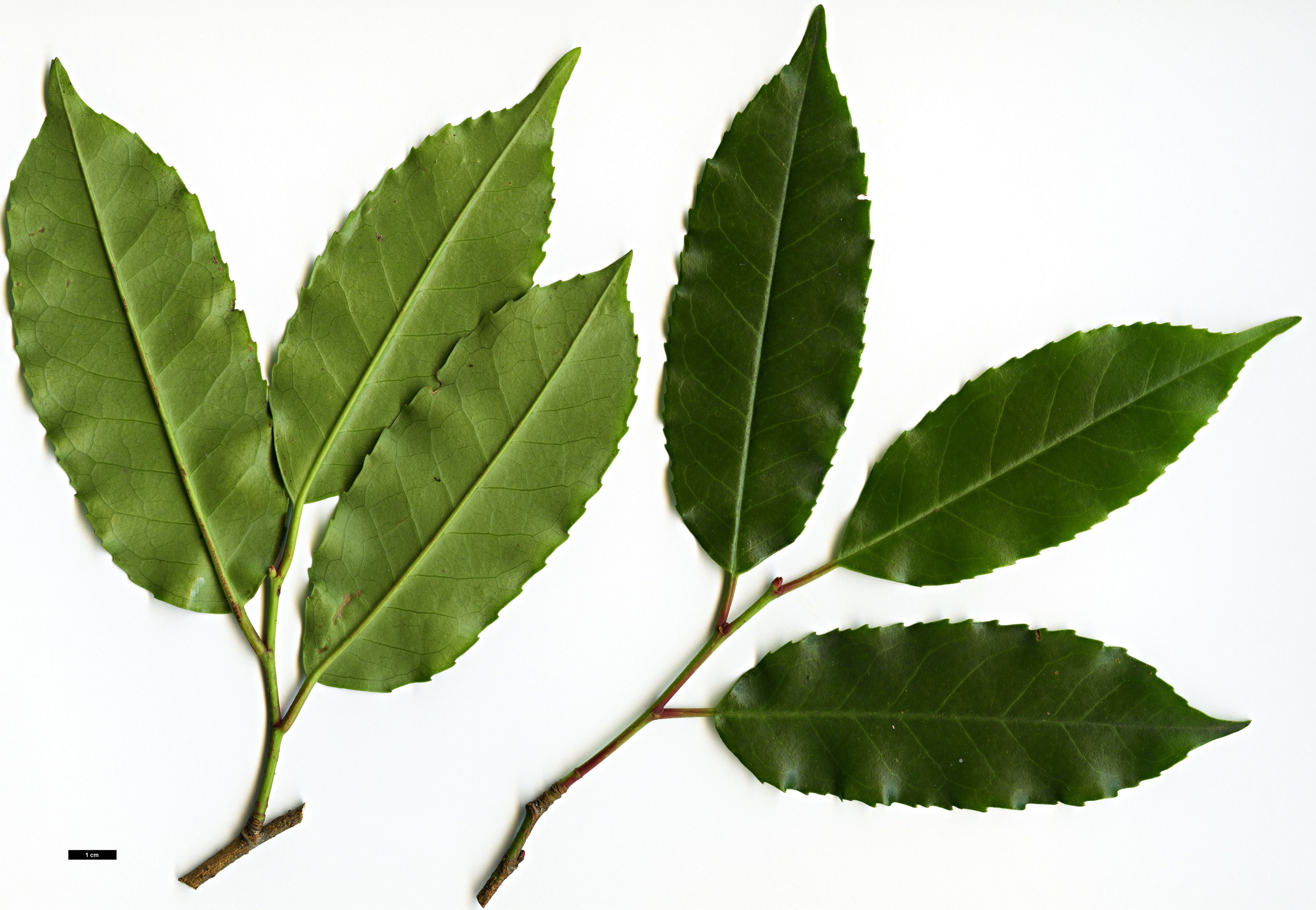 High resolution image: Family: Rosaceae - Genus: Prunus - Taxon: lusitanica - SpeciesSub: subsp. hixa